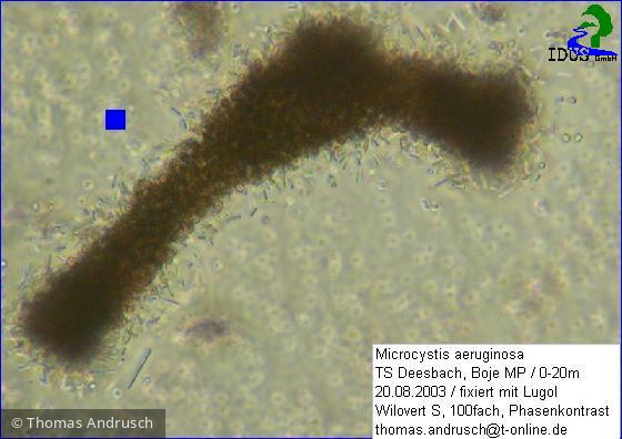 Microcystis_aeruginosa_1238673135 - Cyanobacteria Cyanobacteria Chroococcales Microcystis aeruginosa