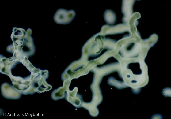 Microcystis_aeruginosa_1251458497 - Cyanobacteria Cyanobacteria Chroococcales Microcystis aeruginosa