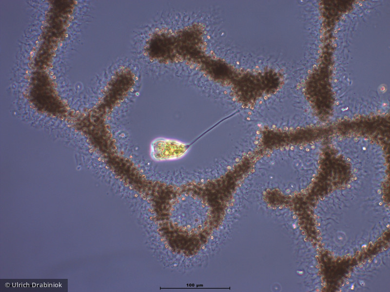 Cyanobacteria Cyanobacteria Chroococcales Microcystis aeruginosa