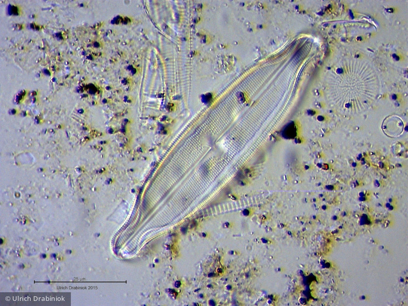 Heterocontophyta Bacillariophyceae Pennales Neidium affine