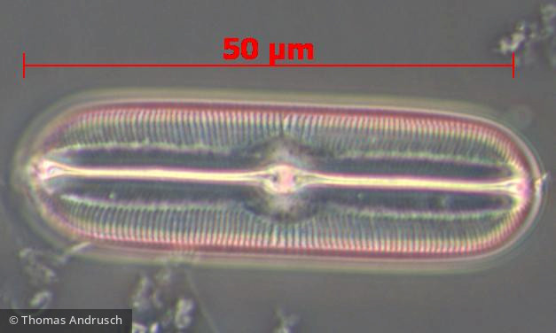 Heterocontophyta Bacillariophyceae Pennales Sellaphora americana