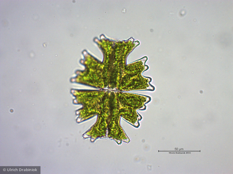 Chlorophyta Conjugatophyceae Desmidiales Micrasterias americana