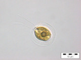 Pteromonas_angulosa_1234535000