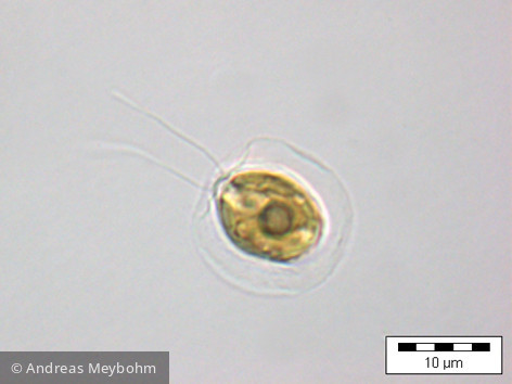 Pteromonas_angulosa_1234535000 - Chlorophyta Chlorophyceae Volvocales Pteromonas angulosa