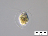 Pteromonas_angulosa_1234535400