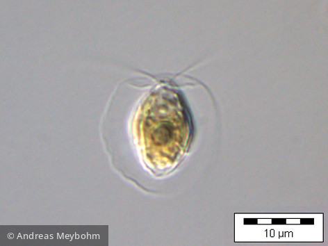 Pteromonas_angulosa_1234535400 - Chlorophyta Chlorophyceae Volvocales Pteromonas angulosa