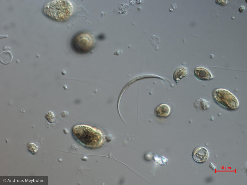 Monoraphidium_arcuatum_1271147639