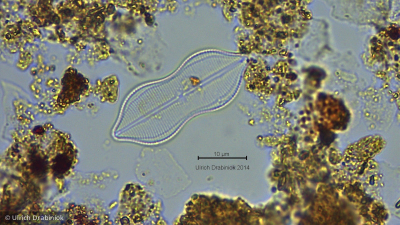 Heterocontophyta Bacillariophyceae Pennales Neidium binodis