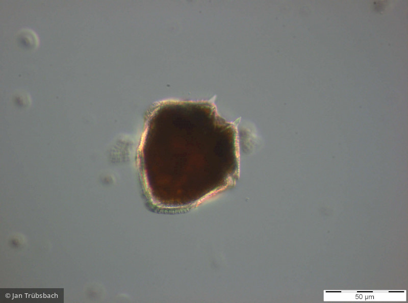 Dinophyta Dinophyceae Peridiniales Peridinium bipes