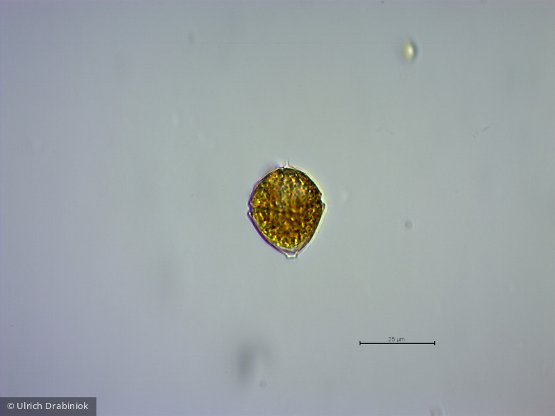 Dinophyta Dinophyceae Peridiniales Peridinium bipes