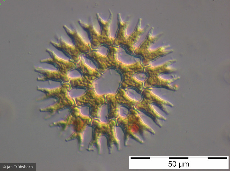 Pediastrum_biradiatum var. biradiatum_1250493882 - Chlorophyta Chlorophyceae Chlorococcales Pediastrum biradiatum var. biradiatum