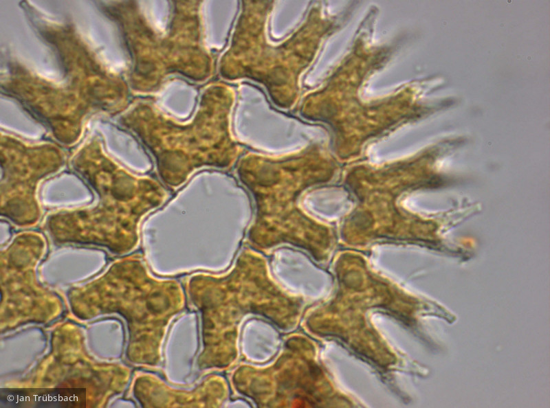 Pediastrum_biradiatum var. biradiatum_1250494725 - Chlorophyta Chlorophyceae Chlorococcales Pediastrum biradiatum var. biradiatum