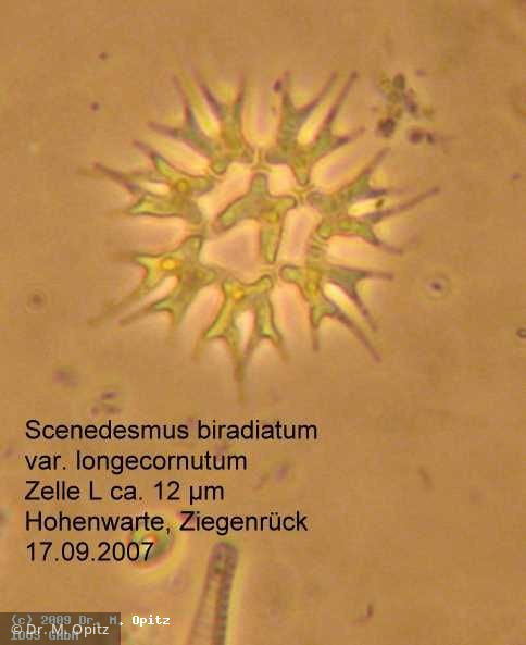 Pediastrum_biradiatum var. longecornutum_1233150023 - Chlorophyta Chlorophyceae Chlorococcales Pediastrum biradiatum var. longecornutum