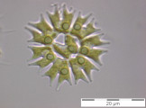 Pediastrum_biradiatum var. longecornutum_1250516953