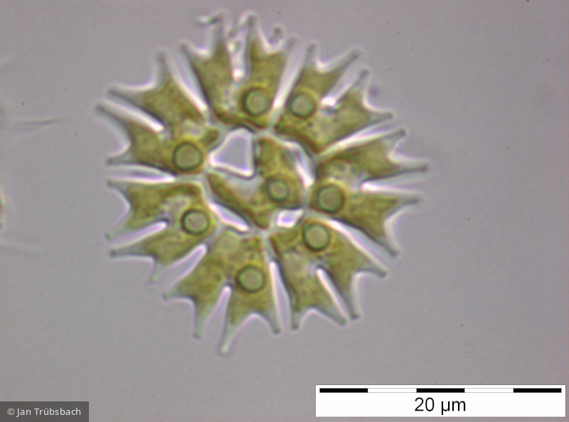 Pediastrum_biradiatum var. longecornutum_1250516953 - Chlorophyta Chlorophyceae Chlorococcales Pediastrum biradiatum var. longecornutum