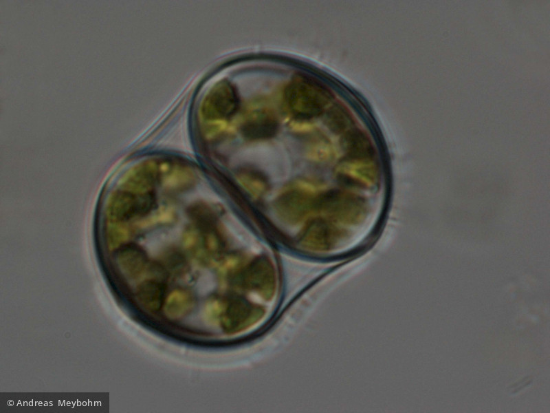Oocystis borgei &middot; Chlorophyta Chlorophyceae Chlorococcales &middot; 1500x