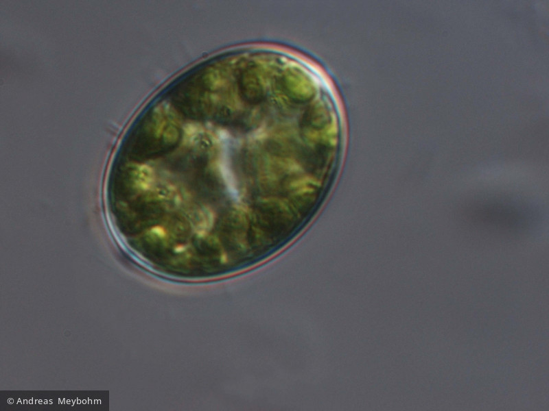 Oocystis borgei &middot; Chlorophyta Chlorophyceae Chlorococcales &middot; 1500x