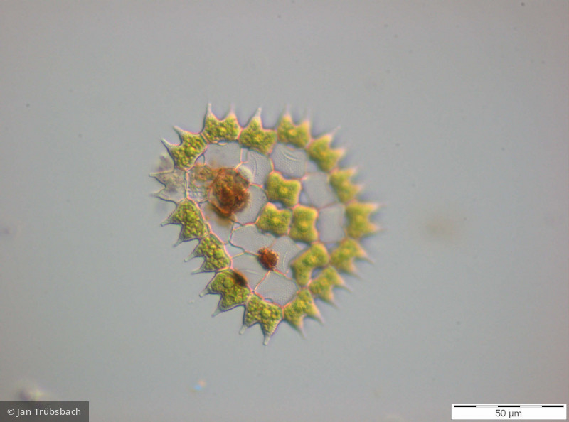 Chlorophyta Chlorophyceae Chlorococcales Pediastrum boryanum var. cornutum