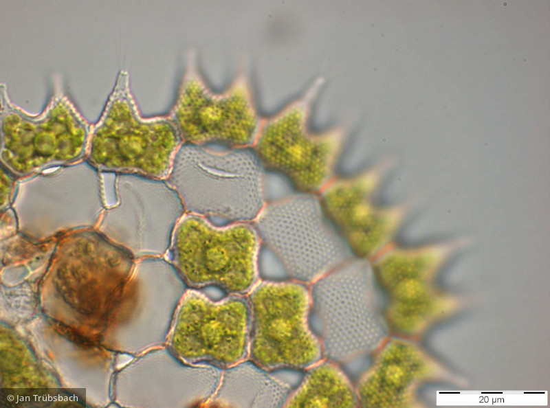 Chlorophyta Chlorophyceae Chlorococcales Pediastrum boryanum var. cornutum