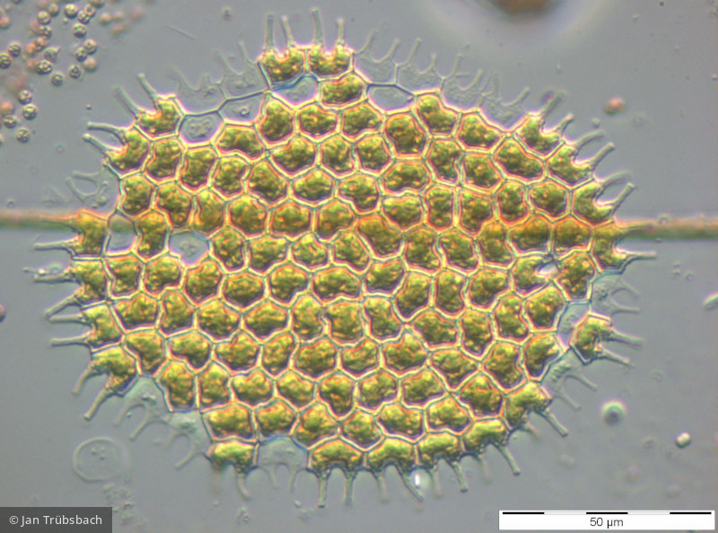 Chlorophyta Chlorophyceae Chlorococcales Pediastrum boryanum var. longicorne