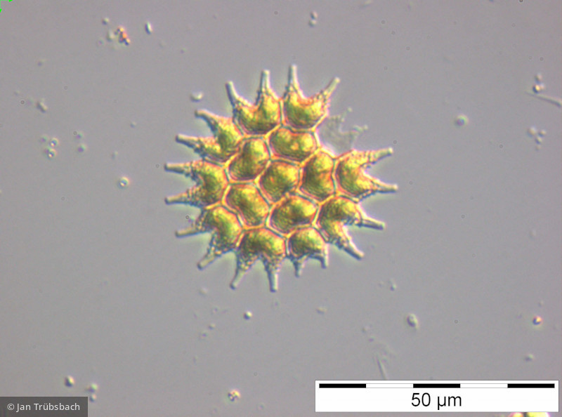 Pediastrum_boryanum_1248421430 - Chlorophyta Chlorophyceae Chlorococcales Pseudopediastrum boryanum