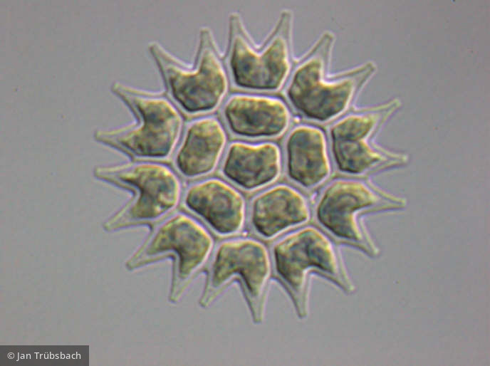 Pediastrum_boryanum_1253632641 - Chlorophyta Chlorophyceae Chlorococcales Pseudopediastrum boryanum