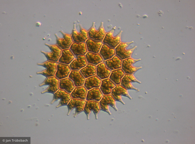 Pediastrum_boryanum_1276775340 - Chlorophyta Chlorophyceae Chlorococcales Pseudopediastrum boryanum
