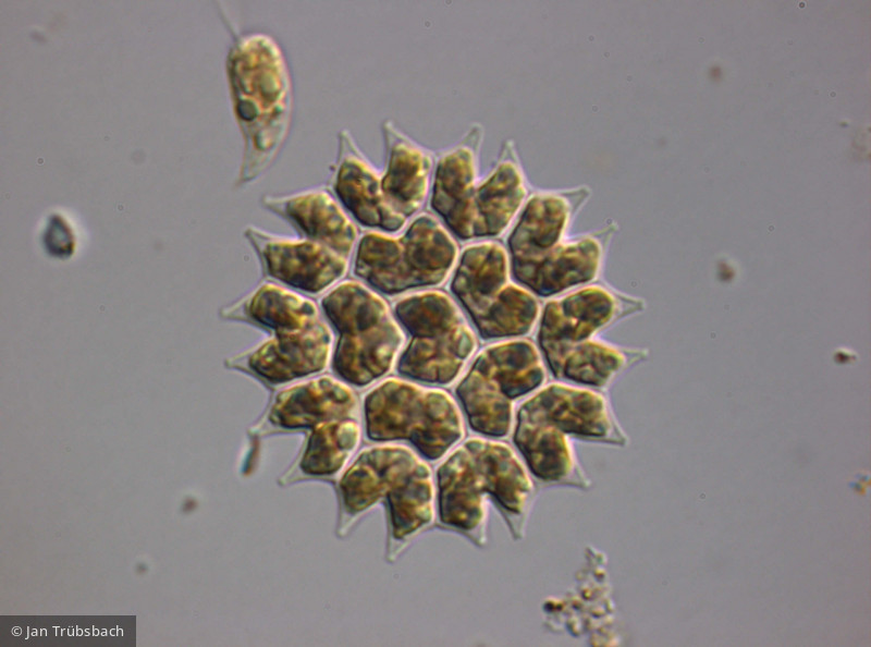 Chlorophyta Chlorophyceae Chlorococcales Pseudopediastrum boryanum