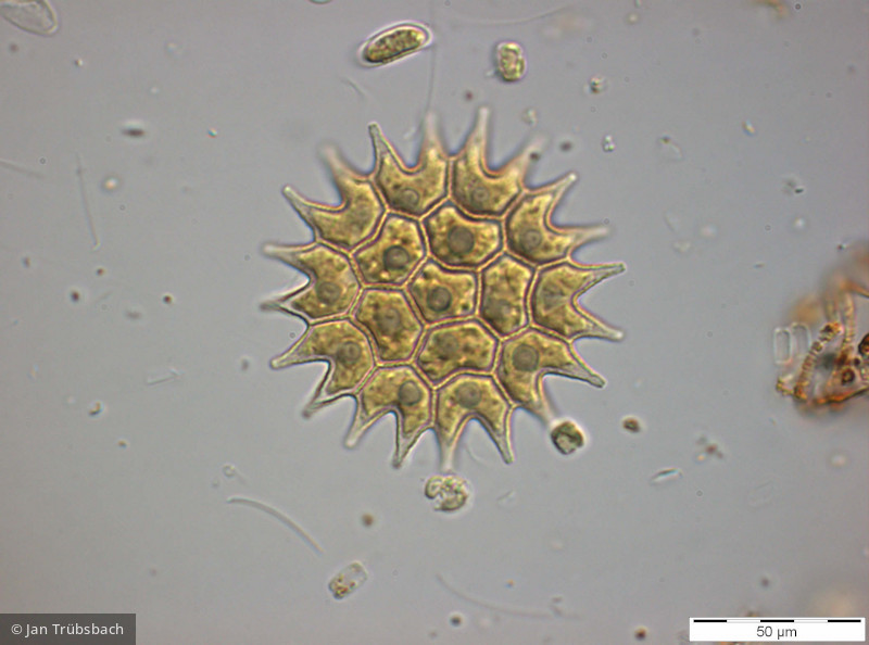 Chlorophyta Chlorophyceae Chlorococcales Pseudopediastrum boryanum