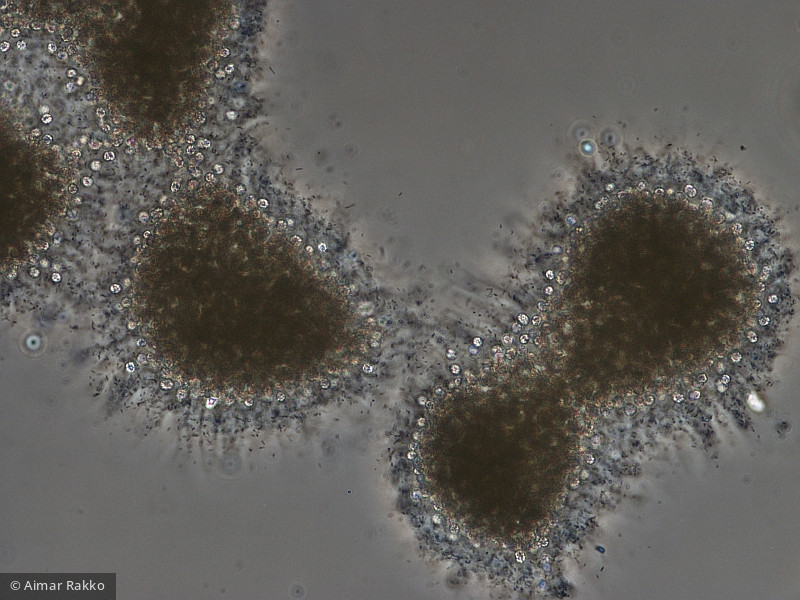 Microcystis_botrys_1231922782 - Cyanobacteria Cyanobacteria Chroococcales Microcystis botrys