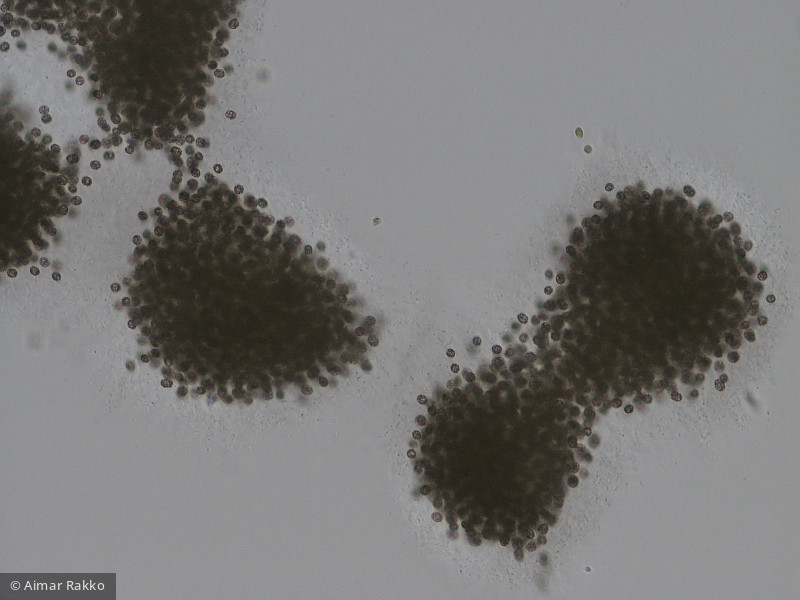 Microcystis_botrys_1231922733 - Cyanobacteria Cyanobacteria Chroococcales Microcystis botrys