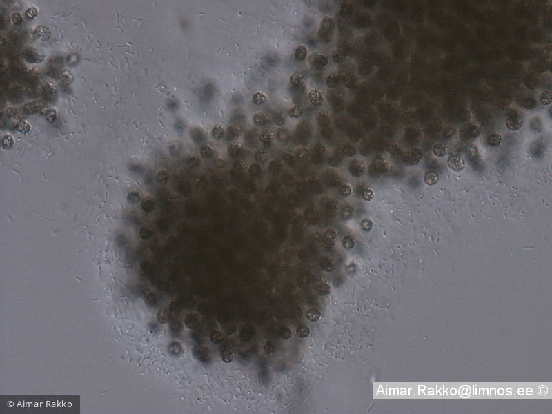 Microcystis_botrys_1232005519 - Cyanobacteria Cyanobacteria Chroococcales Microcystis botrys