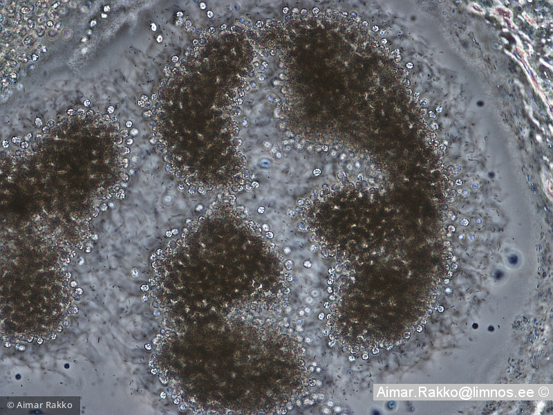 Microcystis_botrys_1232005707 - Cyanobacteria Cyanobacteria Chroococcales Microcystis botrys