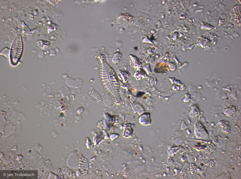 Heterocontophyta Bacillariophyceae Pennales Navicula capitata