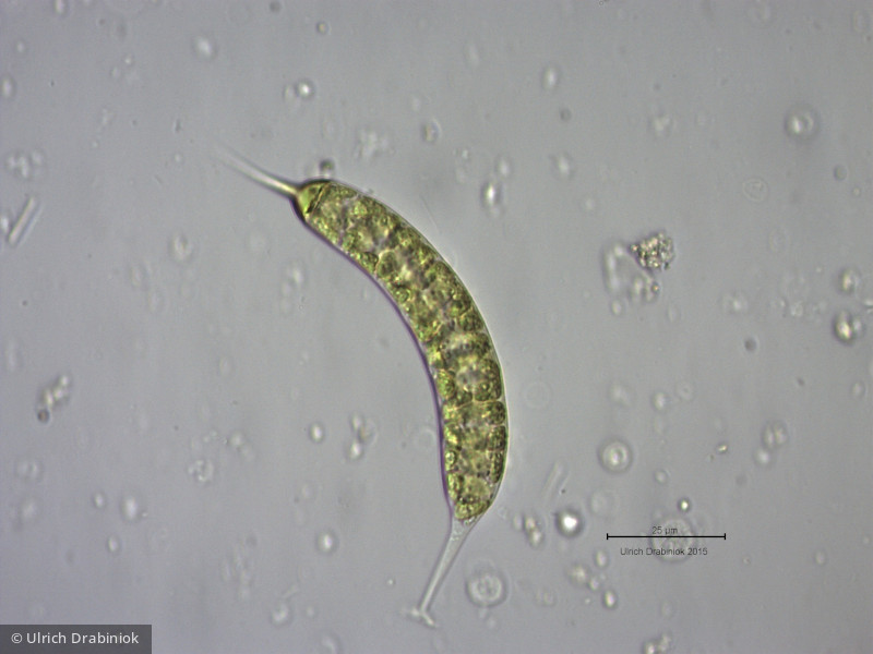 Heterocontophyta Xanthophyceae Mischococcales Ophiocytium capitatum