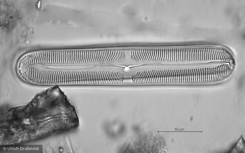 Heterocontophyta Bacillariophyceae Pennales Pinnularia cardinalis