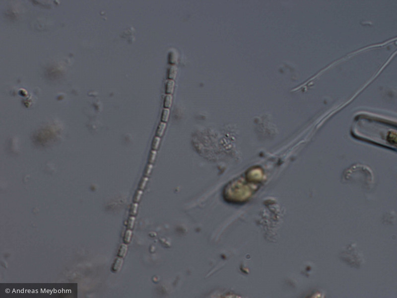 Pseudanabaena_catenata_1252654031 - Cyanobacteria Cyanobacteria Oscillatoriales Pseudanabaena catenata