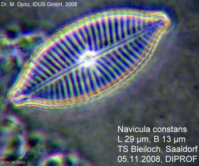 Navicula_constans_1233226051 - Heterocontophyta Bacillariophyceae Pennales Navicula constans