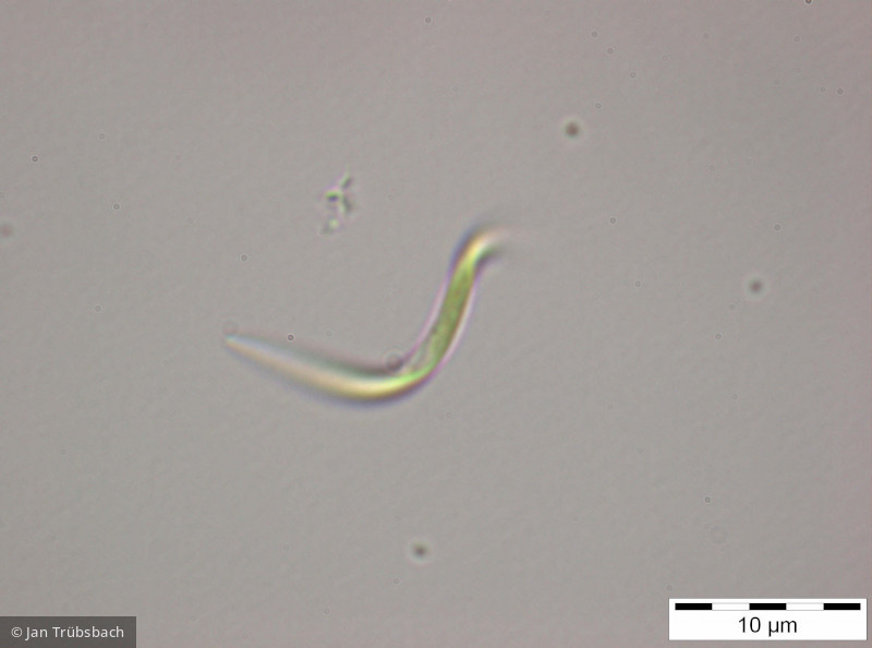 Monoraphidium_contortum_1255342114 - Chlorophyta Chlorophyceae Chlorococcales Monoraphidium contortum