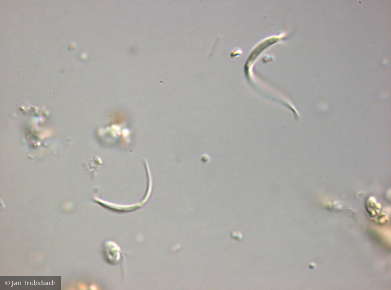 Chlorophyta Chlorophyceae Chlorococcales Monoraphidium contortum