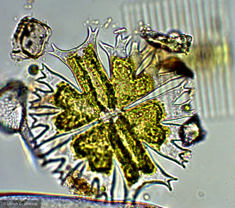 Chlorophyta Conjugatophyceae Desmidiales Micrasterias crux-melitensis