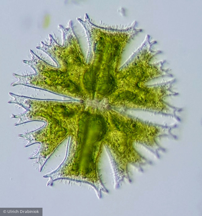 Chlorophyta Conjugatophyceae Desmidiales Micrasterias crux-melitensis