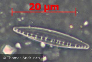 Heterocontophyta Bacillariophyceae Pennales Nitzschia dissipata