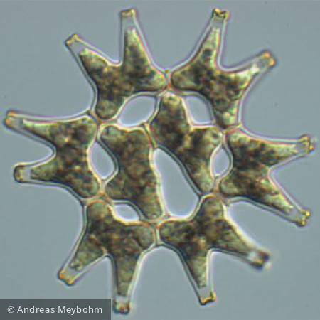 Pediastrum duplex - Chlorophyta Chlorophyceae Chlorococcales Pediastrum duplex