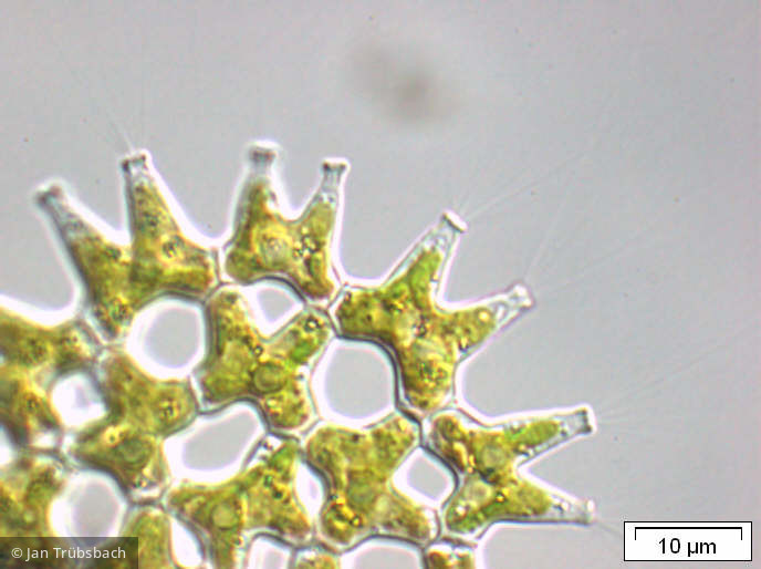 Pediastrum duplex - Chlorophyta Chlorophyceae Chlorococcales Pediastrum duplex
