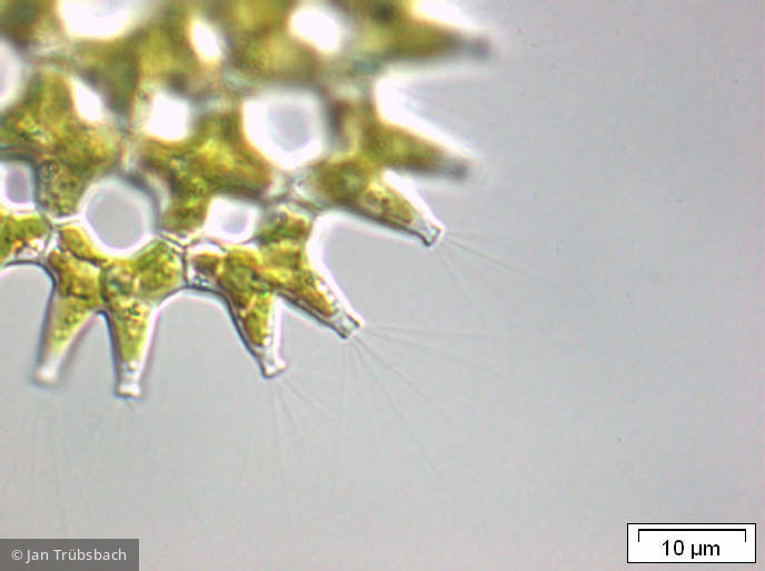 Pediastrum duplex - Chlorophyta Chlorophyceae Chlorococcales Pediastrum duplex
