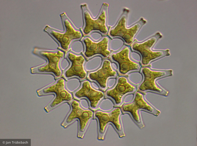 Pediastrum_duplex_1221484326 - Chlorophyta Chlorophyceae Chlorococcales Pediastrum duplex