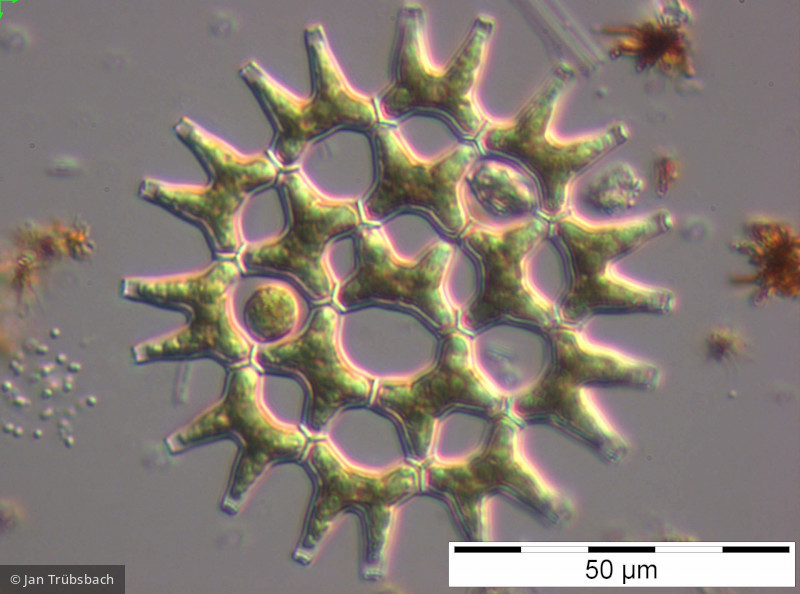 Pediastrum_duplex_1248257075 - Chlorophyta Chlorophyceae Chlorococcales Pediastrum duplex