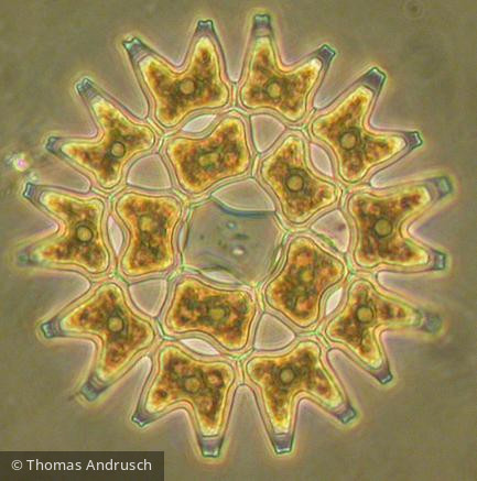 Pediastrum_duplex_1271447368 - Chlorophyta Chlorophyceae Chlorococcales Pediastrum duplex