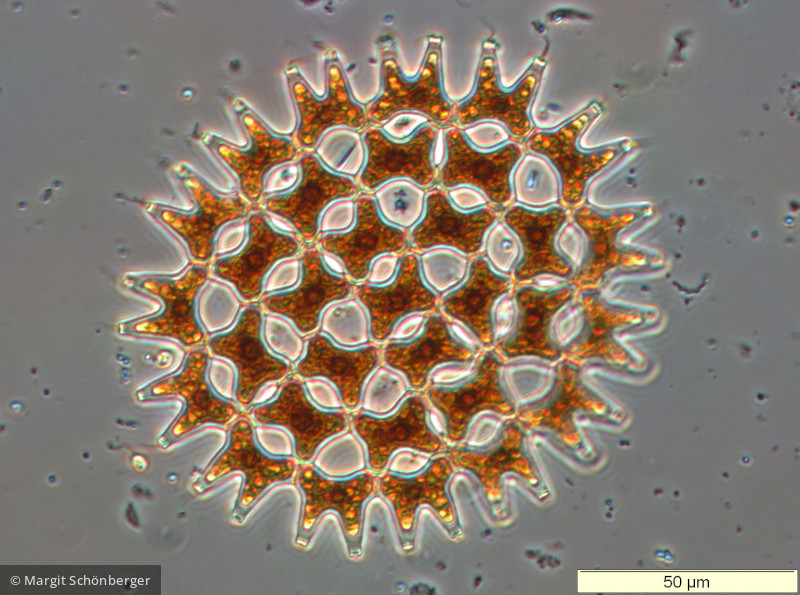 Chlorophyta Chlorophyceae Chlorococcales Pediastrum duplex